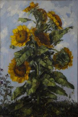 Girasoles