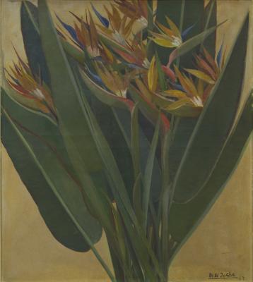 Strelitzia